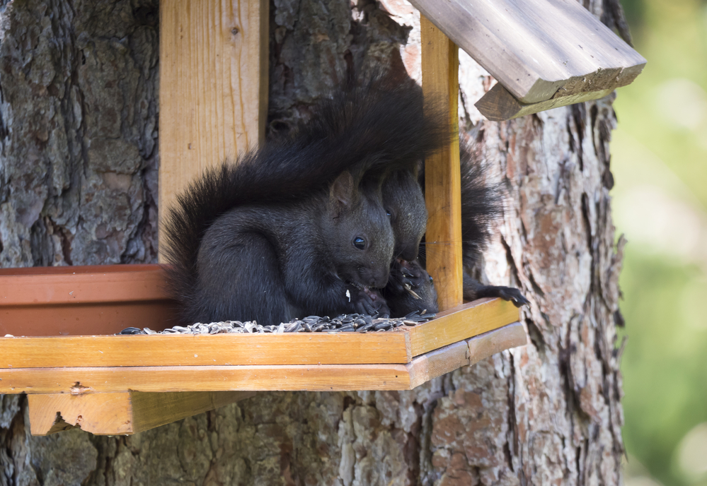 Sciurus vulgaris eating sunflower seeds