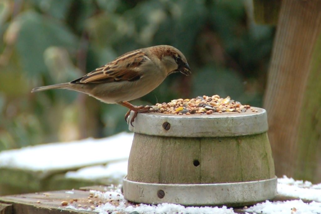 Sparrow eating from bird feeder