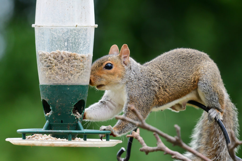 Squirrel stealing food from a bird feeder