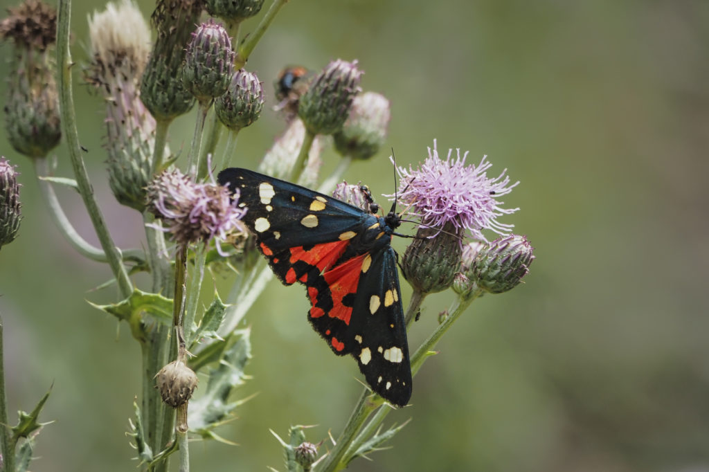 The scarlet tiger moth Callimorpha dominula