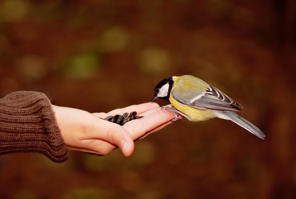 Tomtit eating seeds in hand