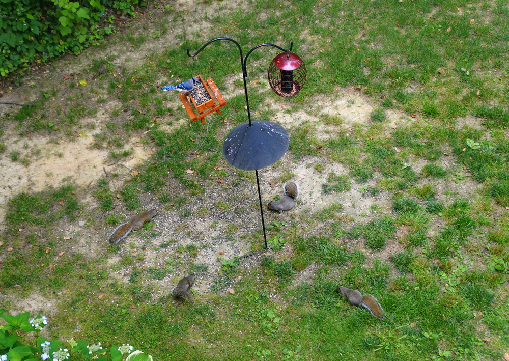 Top view of two feeding station for birds
