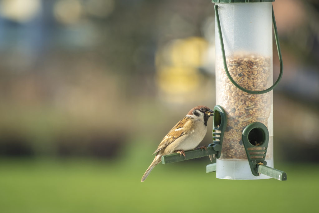 A clean bird feeder