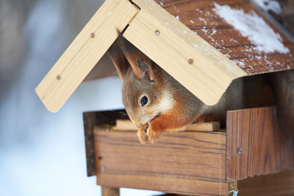 a little furry animal eating seeds