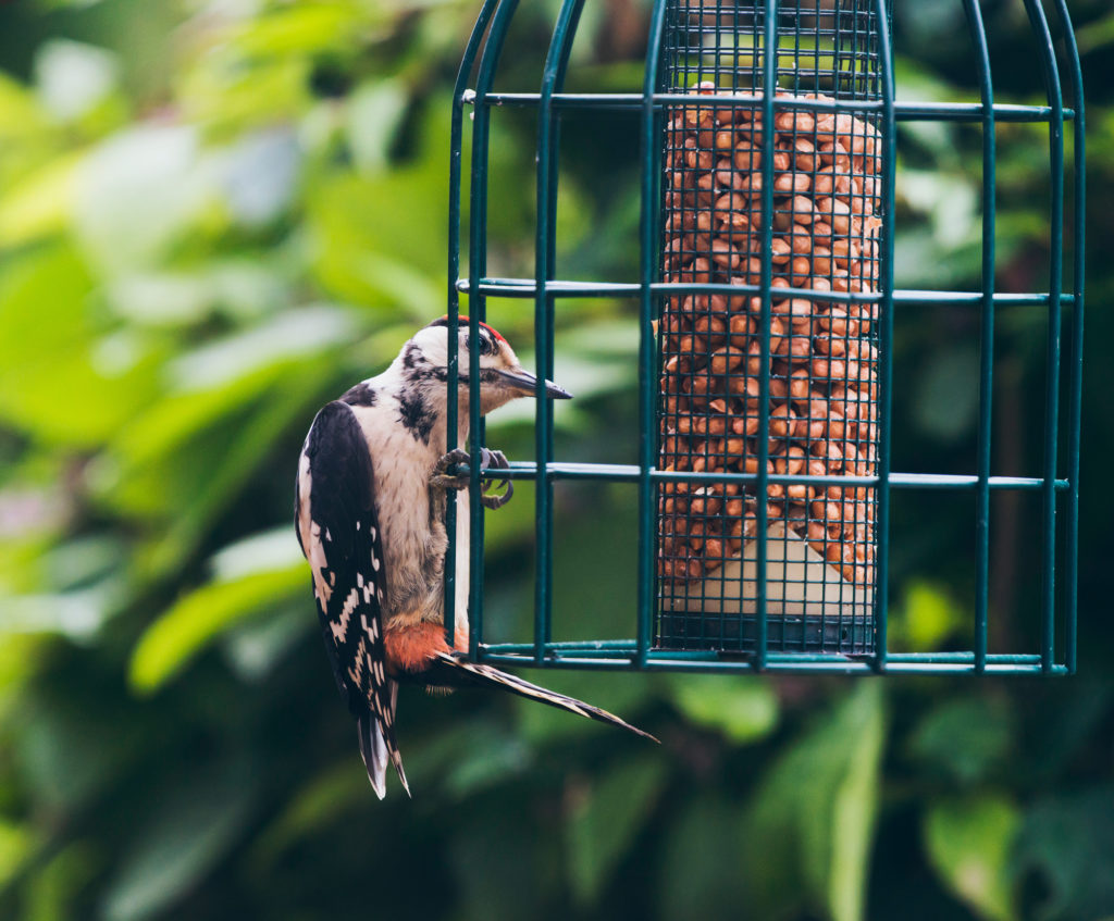 Lesser Spotted Woodpecker (Dendrocopos minor) perched on hanging peanut feeder.