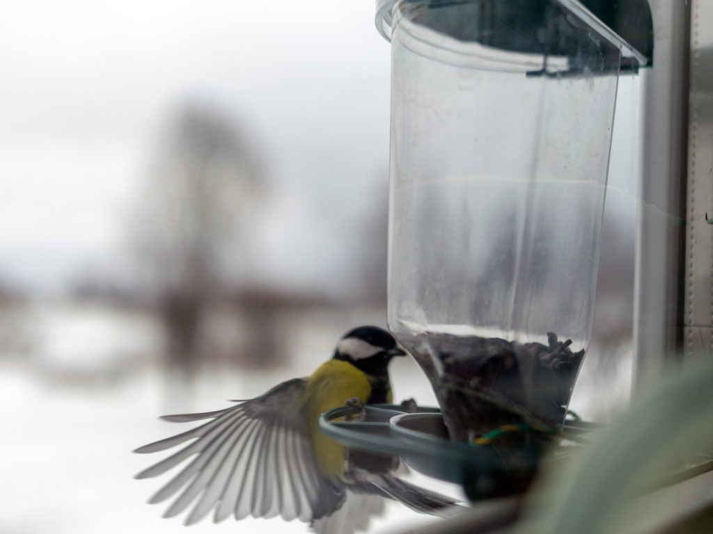 plastic jug window bird feeder