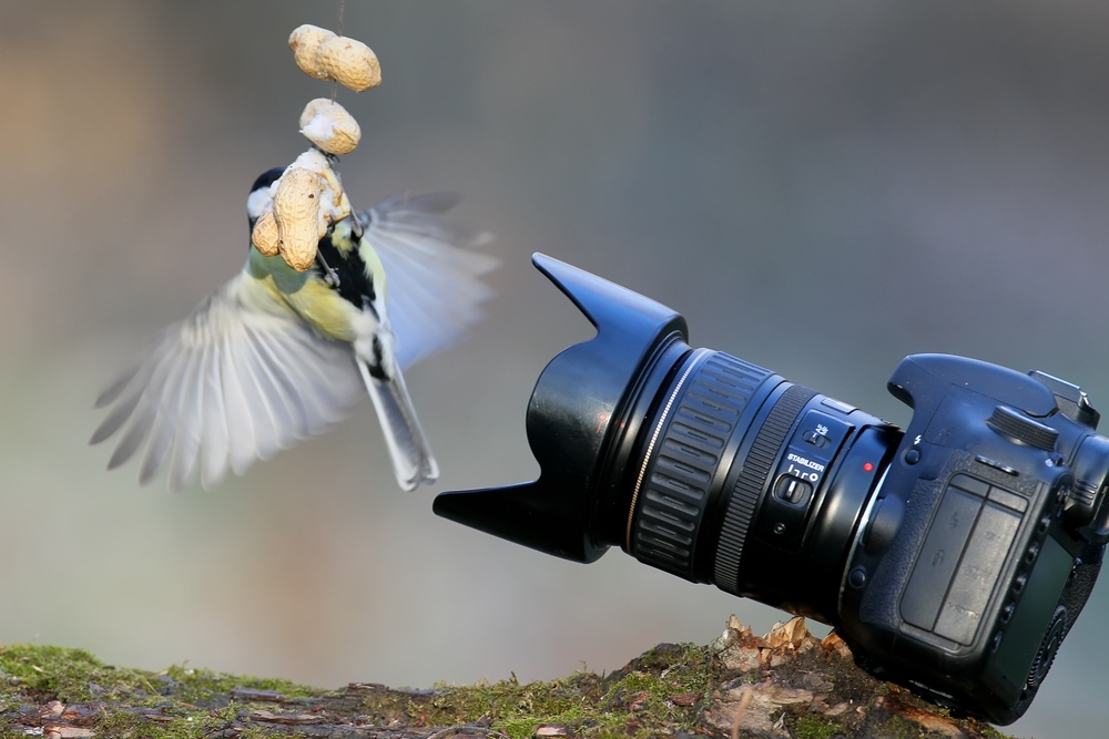 best camera for bird photography