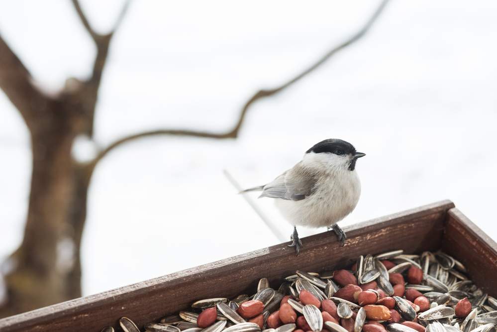 Bird food robin mix songbird 15kg wild rrp save