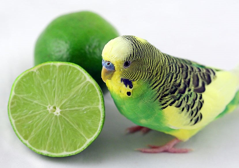 budgie eating lime