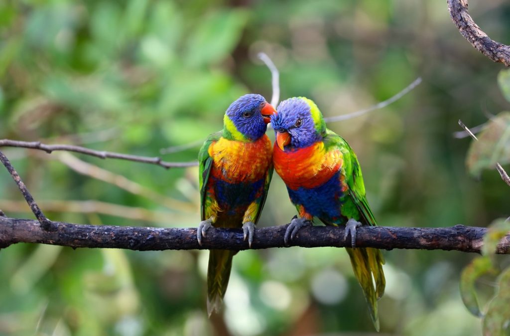 Colourful birds