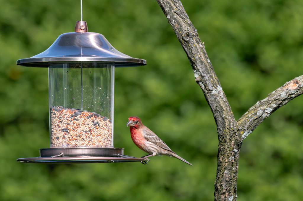 House Finch balancing on a hanging bird feeder