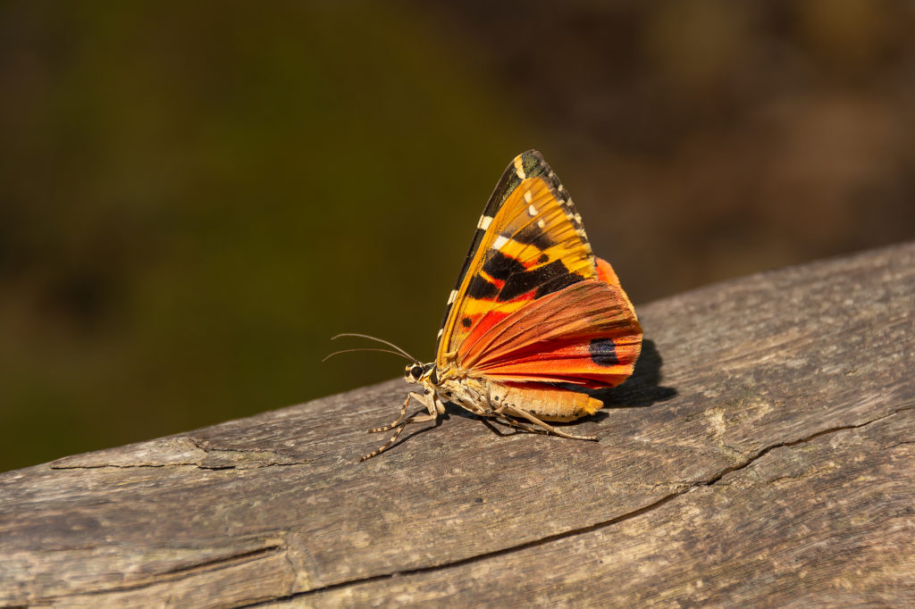 Side view of a Euplagia quadripunctaria.