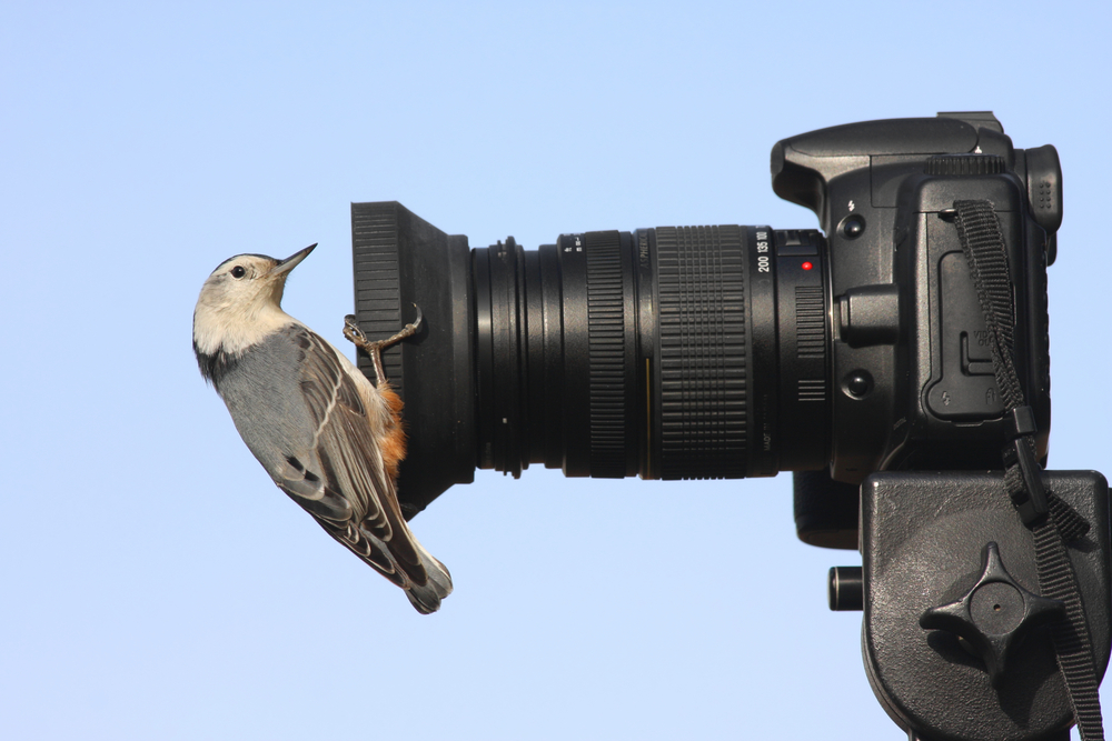 taking a shot of a white chest nuthatch