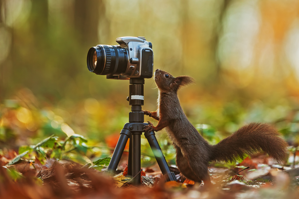 Eurasian red squirrel (Sciurus vulgaris) looks curiously at the camera screen, which is standing on a tripod in the woods