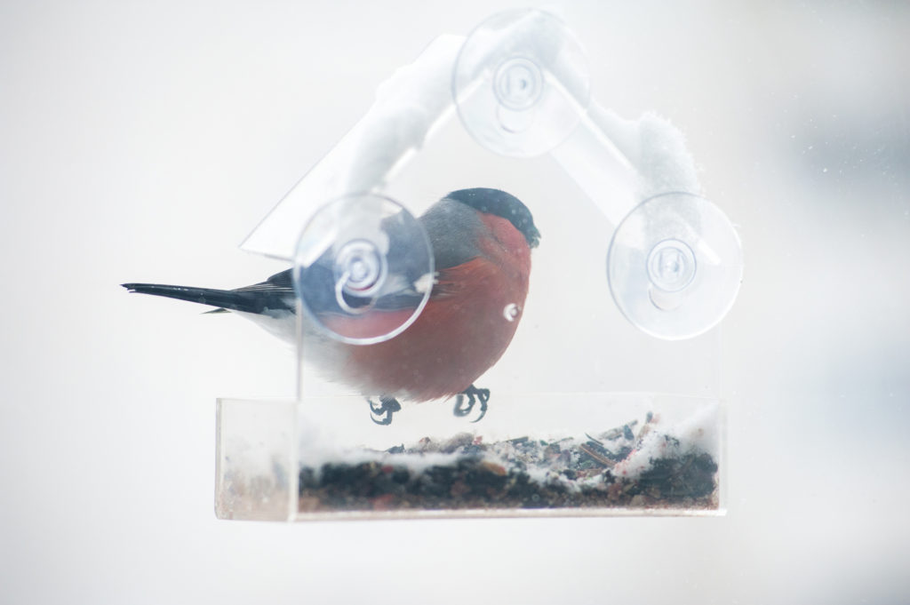 Bullfinch male eats seeds from feeder on the window of the house. 