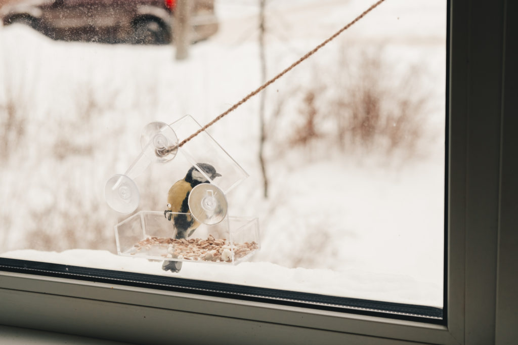 A titmouse has seeds in a transparent feeder, in winter. Bird care in winter