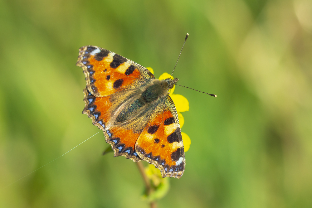 Close-up of the small tortoiseshell (Aglais urticae) butterfly 