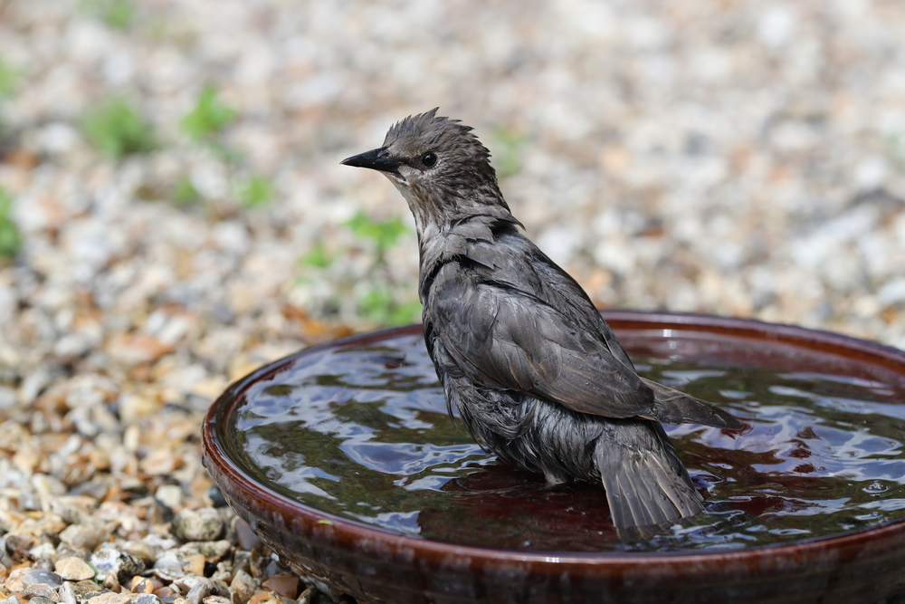 Starling bathing in a saucer
