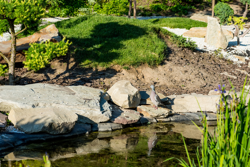 Dove standing on rocks near calm pond in summer