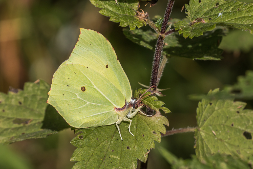 A common brimstone is sitting on a flower