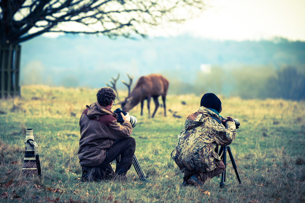 Photographers taking photo of deer
