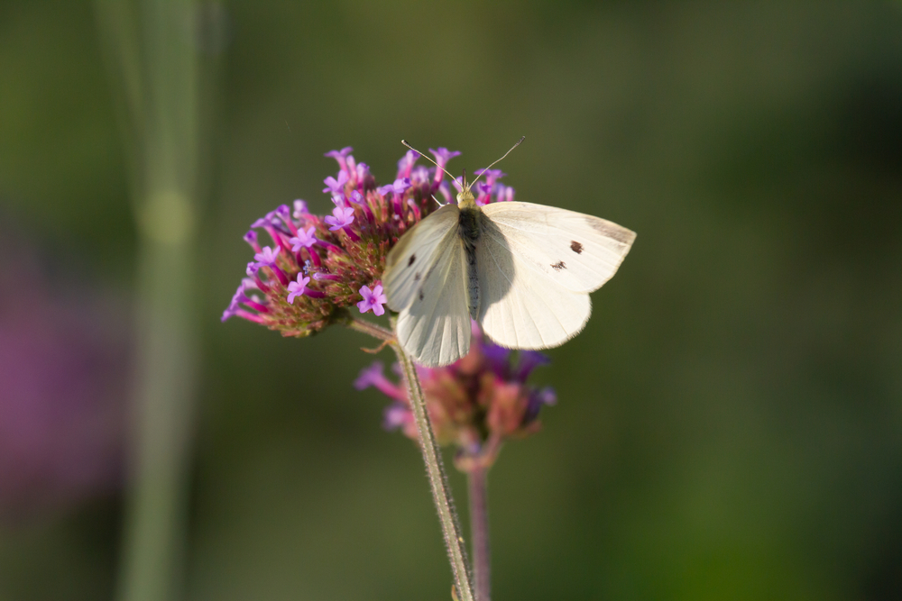 Close-up of a cabbage butterfly (large white)