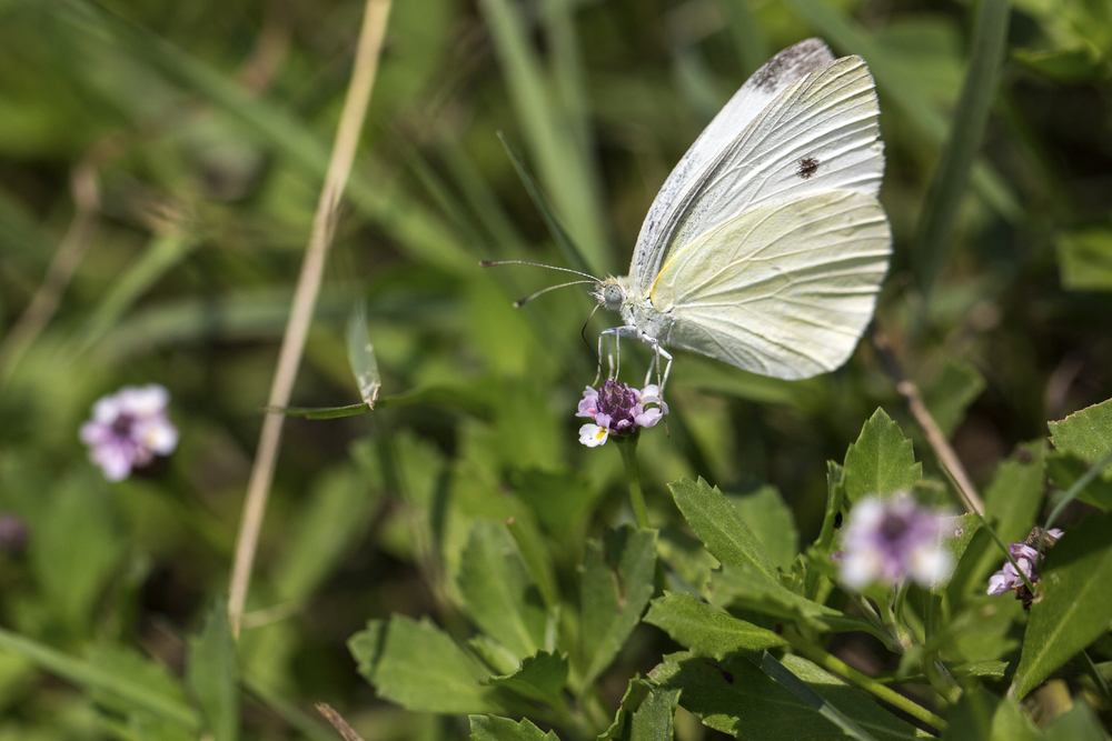 Pieris rapae (small white) on a leaf