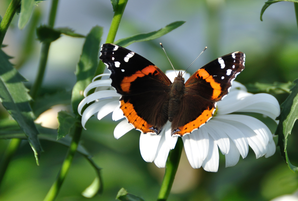 Red Admiral on a Shasta Daisy (leucanthemum superbum)