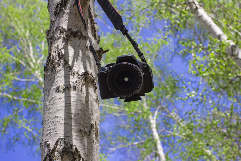 a photographic device hung on a tree branch