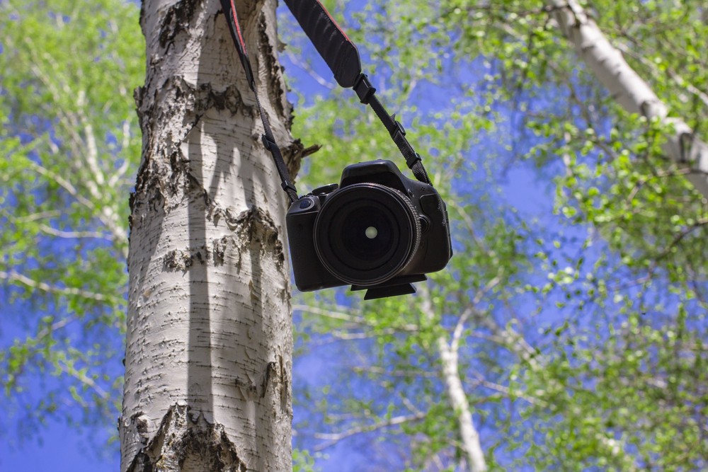 Best Bridge Camera for Birding of 2024 Glenlivet Wildlife