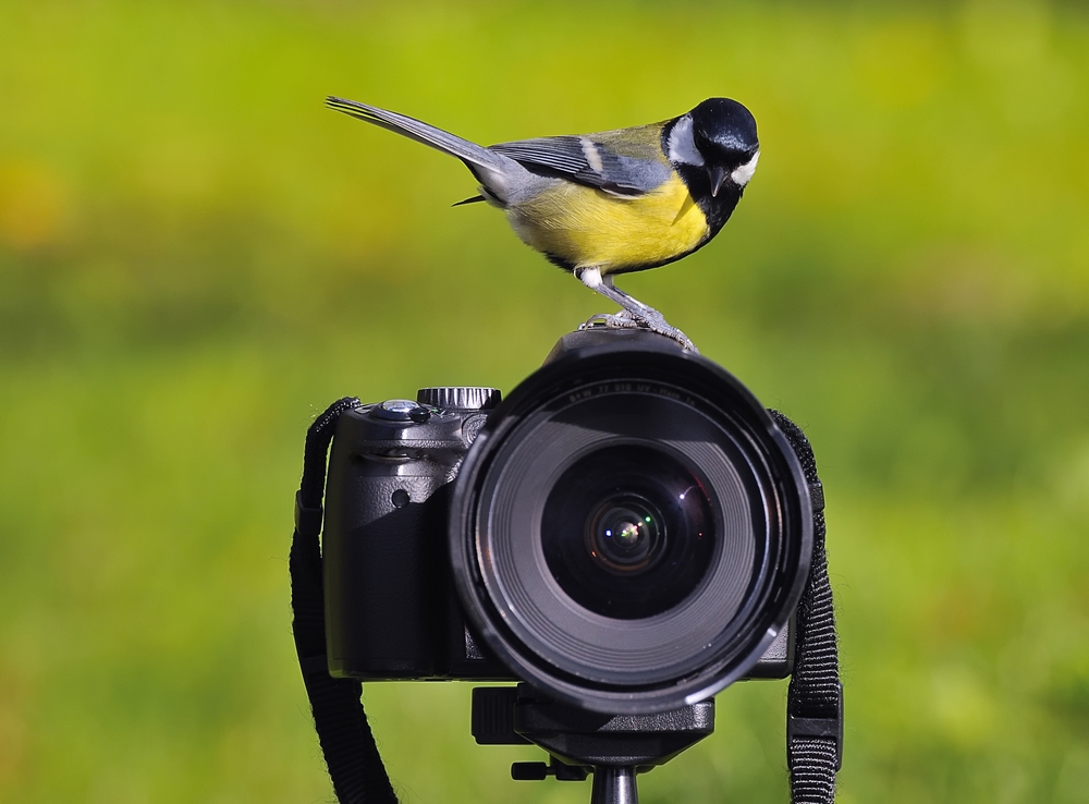 best bridge camera for birding