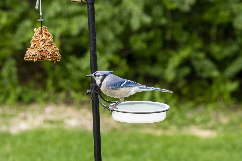 blue jay bathing in a bowl