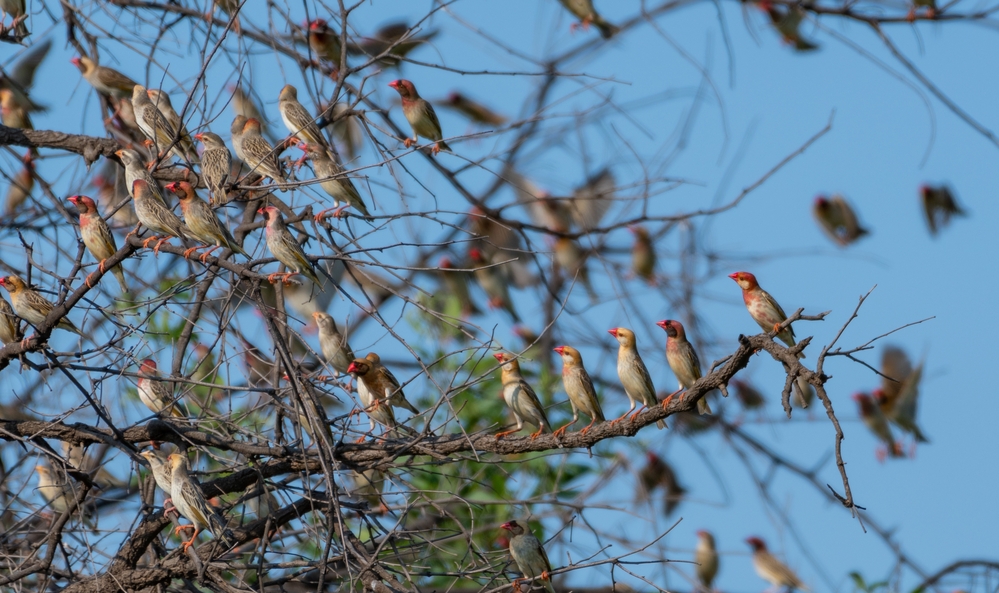 A flock of red house finches
