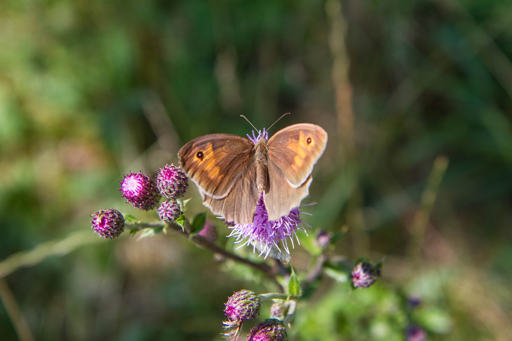 meadow brown