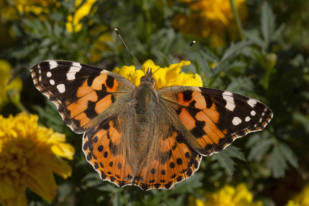 close up of Painted Lady butterfly sitting on yellow flower