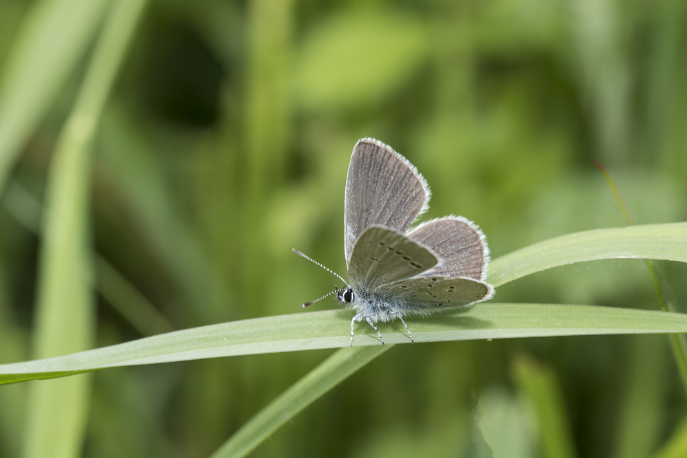 Small Blue butterfly, Cupido minimus, sitting on a blade of grass