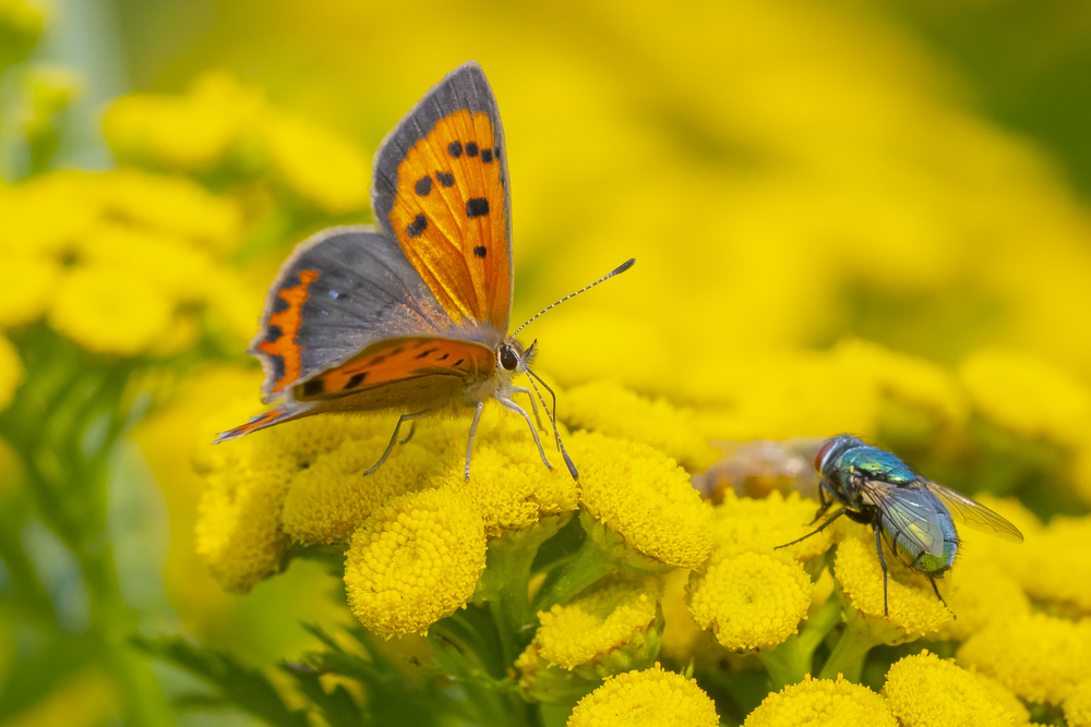 Closeup of a small or common Copper butterfly, lycaena phlaeas, feeding nectar of yellow flowers