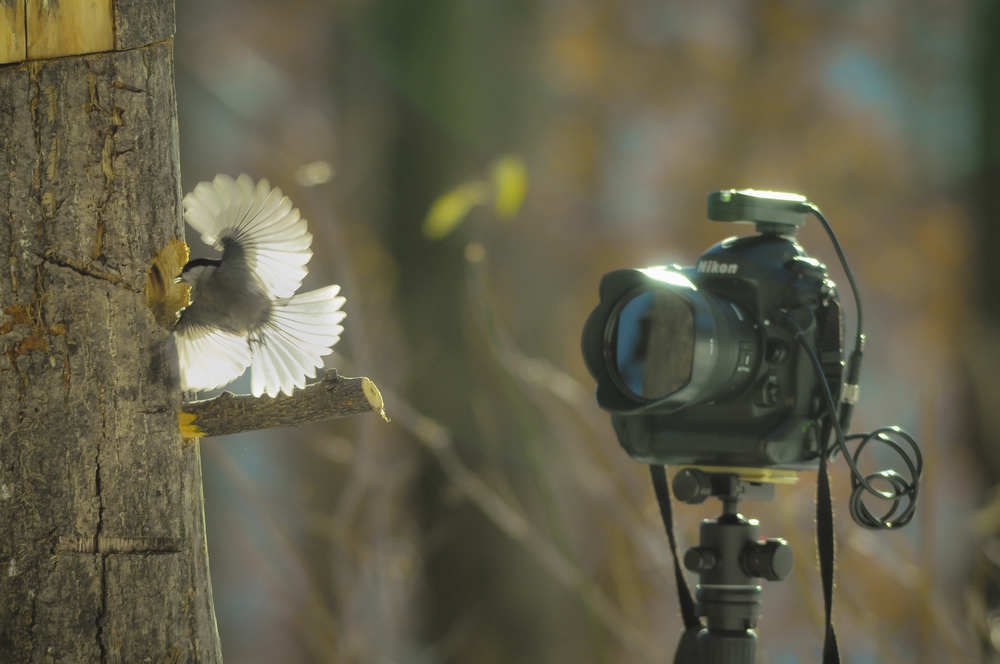 taking a snap photo of a flying species resting on a tree