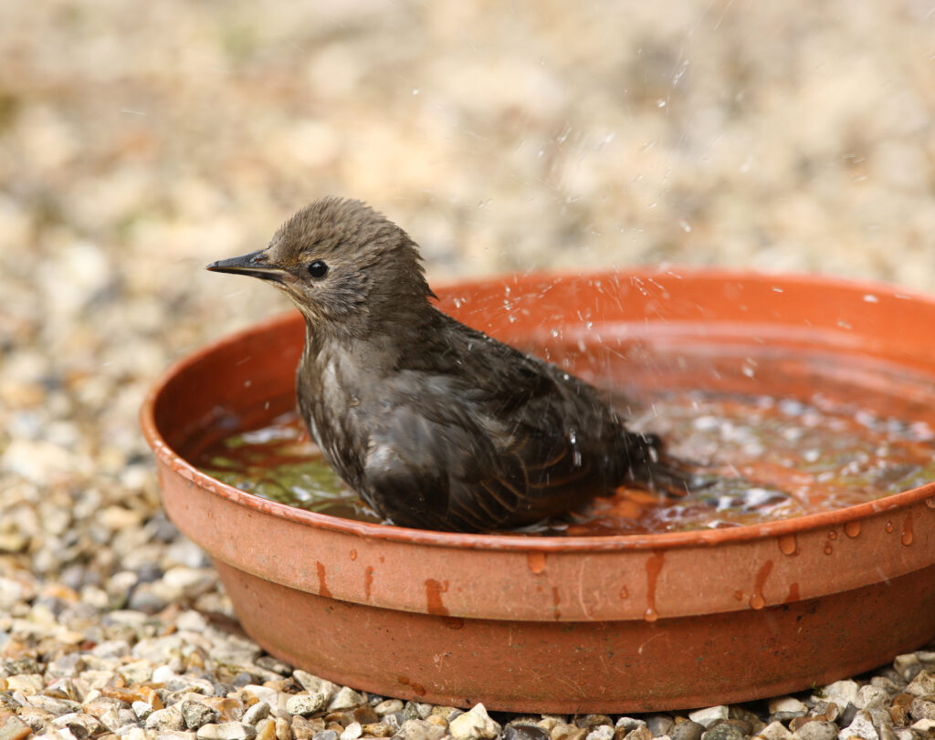 young starling bathing