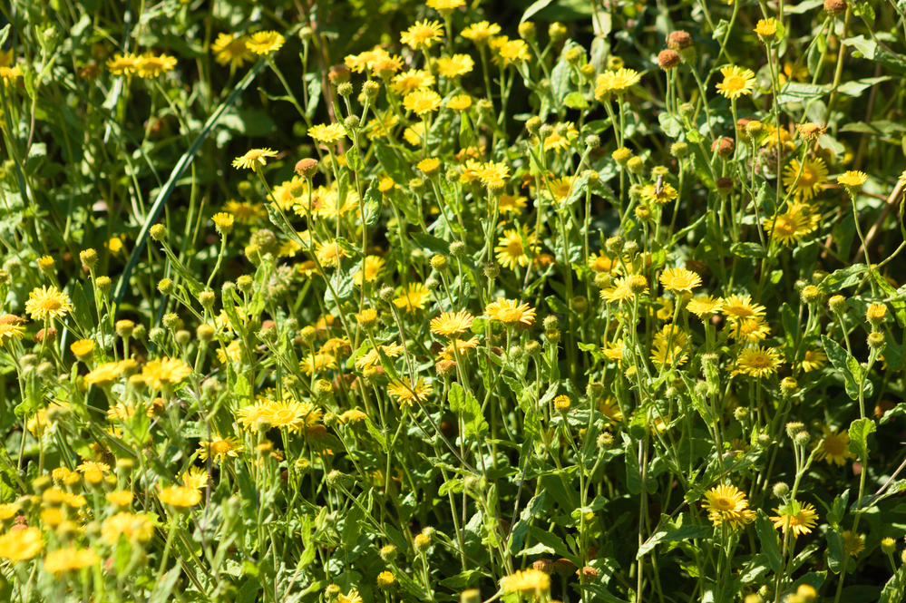 Close-up of common fleabane flowers with selective focus on foreground