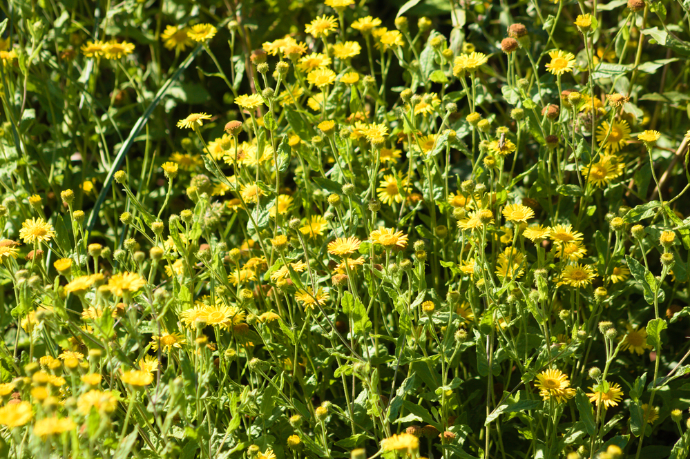 common fleabane