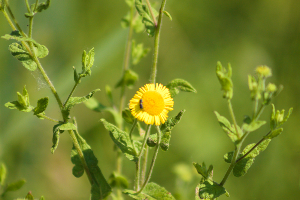 Close-up of common fleabane with a bug