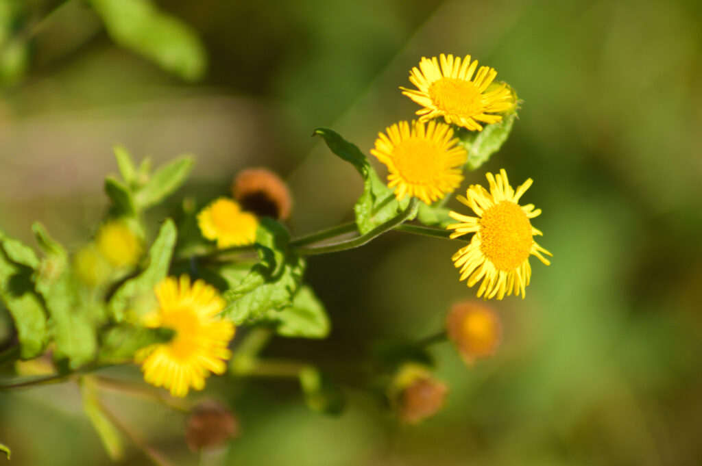 Closeup of yellow common fleabane flowers with green blurred plants on background