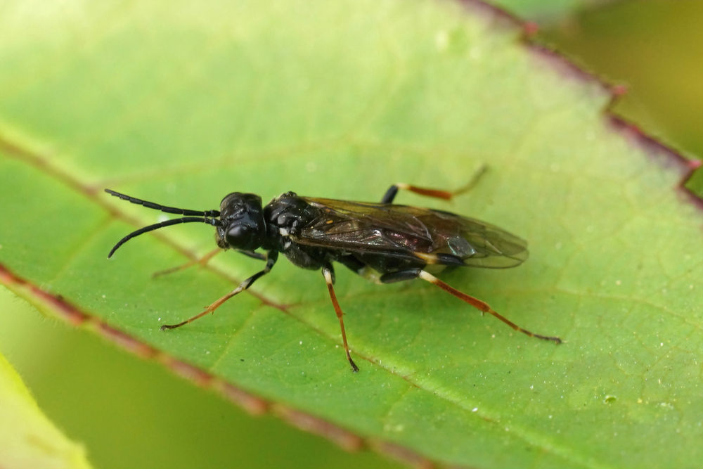 White banded rose sawfly, Allantus cinstus