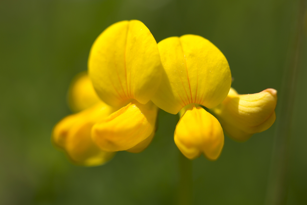 Common birds foot trefoil flower or Lotus corniculatus