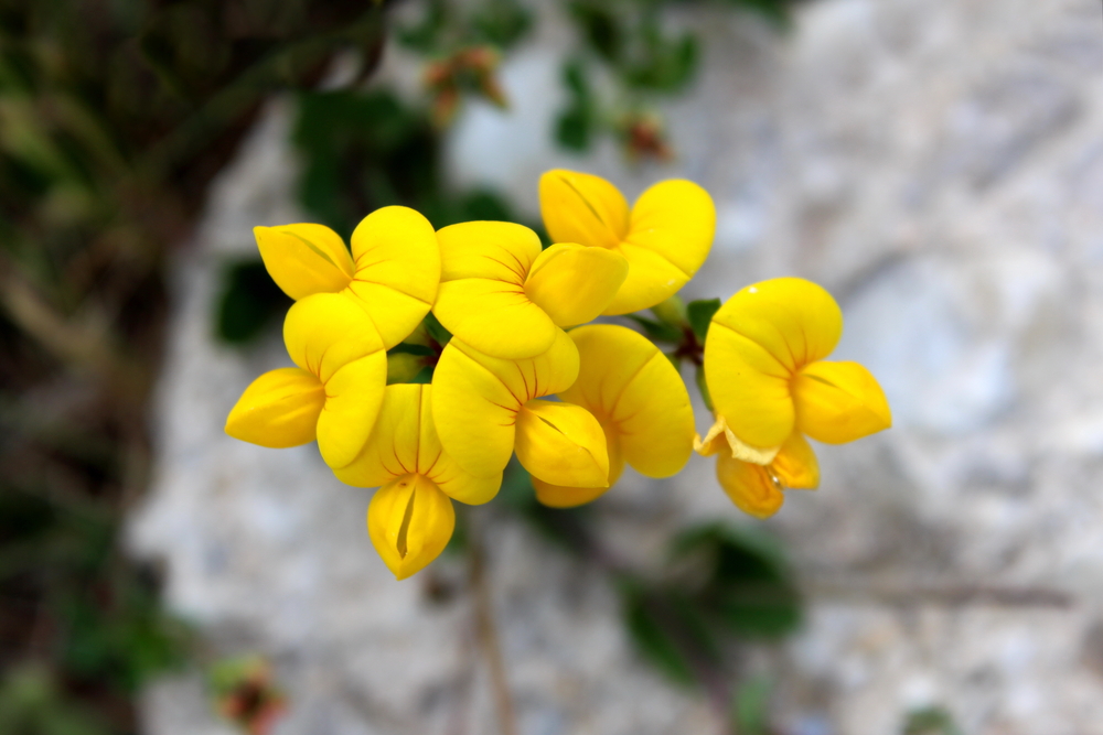 Greater Birds-foot-trefoil or Lotus pedunculatus herbaceous perennial plant with golden yellow flowers