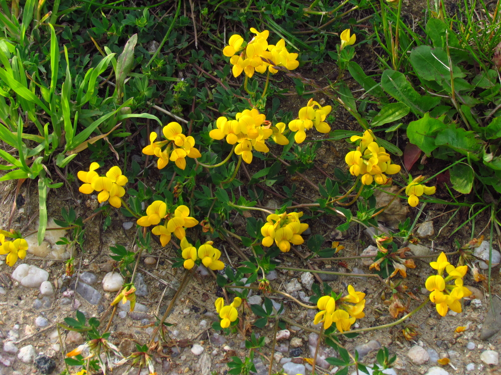 birdsfoot trefoil