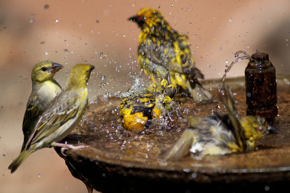 Starlings bathing in the garden