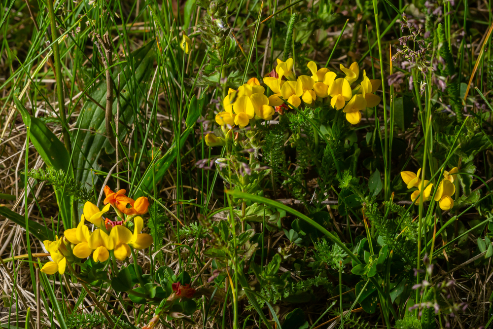 Yellow flowers of Birdsfoot trefoil also called Birds-Foot Deervetch in grass, Lotus corniculatus.