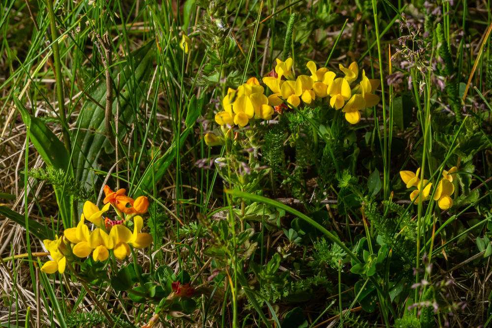 birdsfoot trefoil plant care of